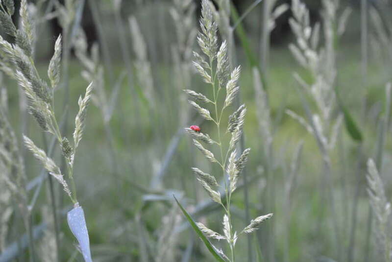 This image was taken at Indian Creek Nature Center, just southeast of Cedar Rapids, Iowa.