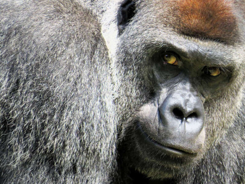 
500px provided description: Regard Suspicieux Suspicious Look [#Animal ,#Gorilla ,#Face ,#Monkey ,#Suspicious look]