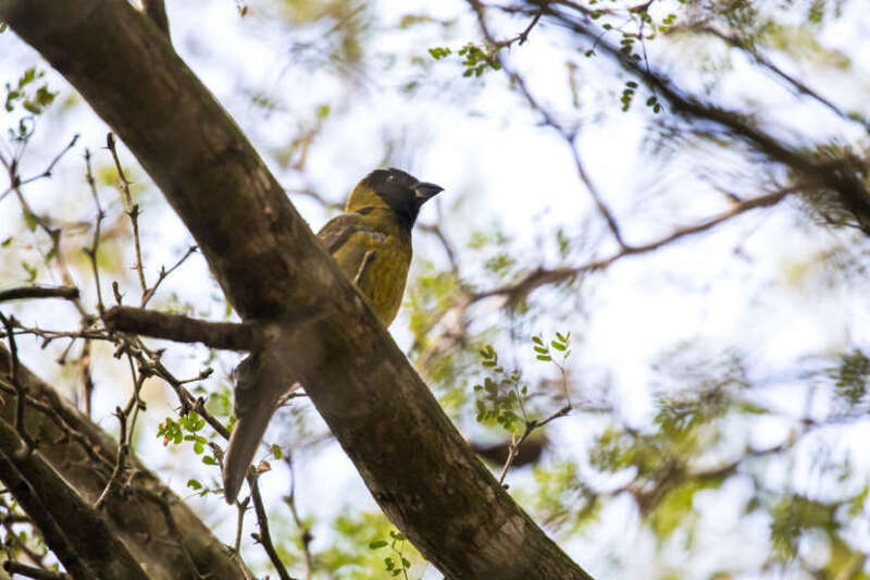 Crimson-collared Grosbeak (Rhodothraupis celaeno)