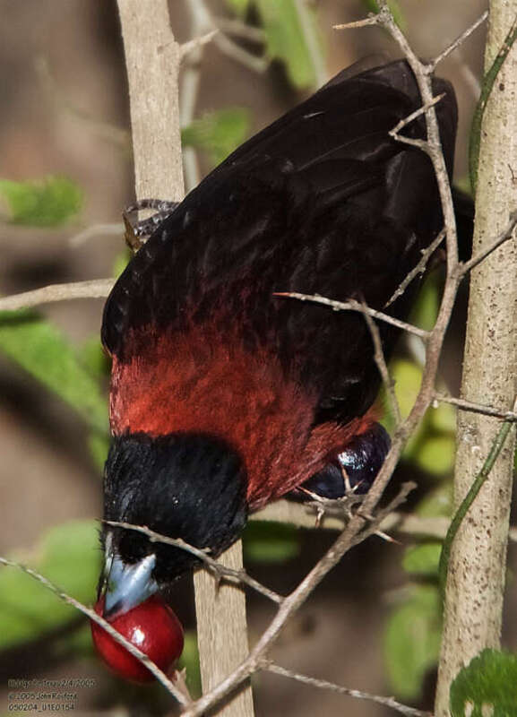 Crimson-collared Grosbeak (Rhodothraupis celaeno)