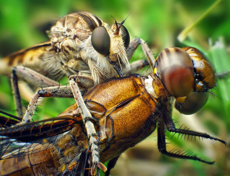 Witnessing this female Triorla interrupta take this young male Common Whitetail right out of the air was an amazing sight - it simply pulled him right out of the air, and after a minute or so of bouncing and buzzing about in the grass, she was