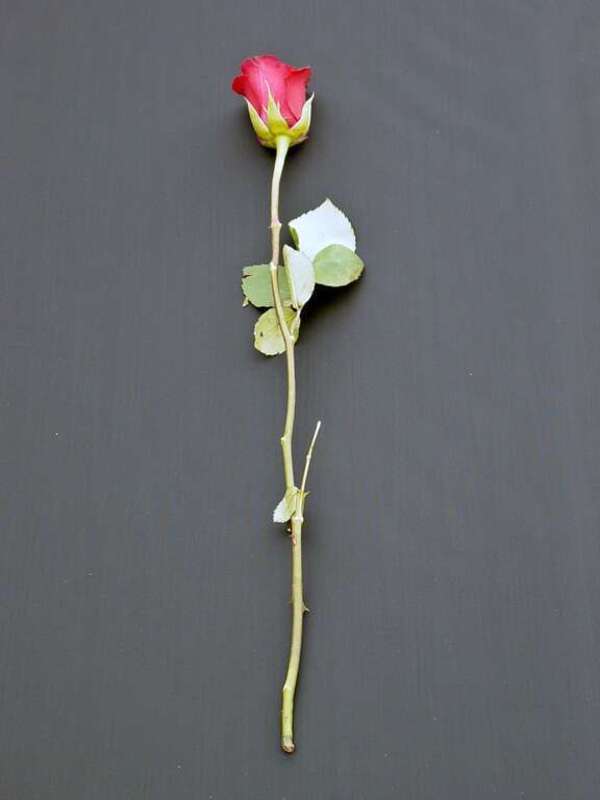 A rose is placed on a replica coffin, representing soldiers that lost their lives in the Iraq War, at an anti-war protest held in front of the Women's Memorial at the entrance to Arlington National Cemetery.
More at The Schumin Web:
&amp;lt;a
