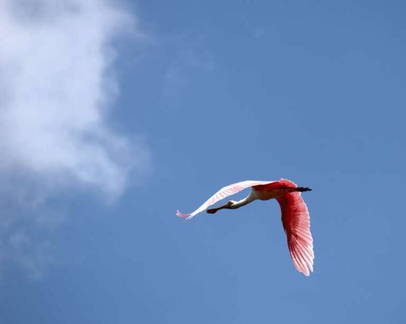 Roseate Spoonbill flying in Six Mile Cypress Slough Preserve Fort Myers,Fl