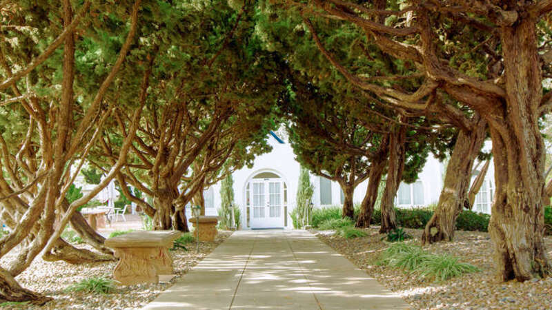 A view of Cypress trees at San Diego Temple of Self-Realization Fellowship, hand planted by Paramahansa Yogananda.