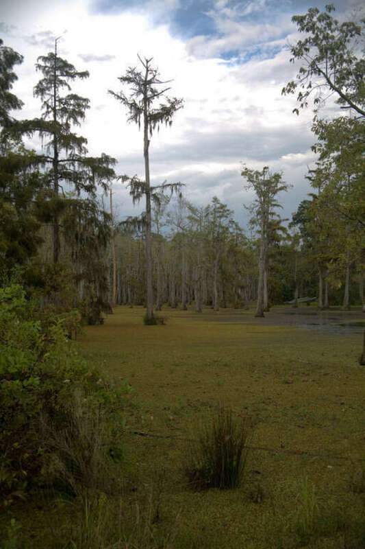 A swamp in Sam Houston State Park