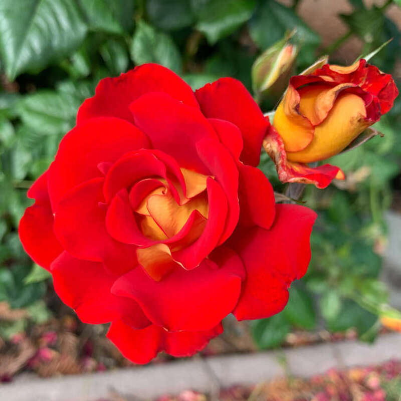 Roses at the San Jose Municipal Rose Garden