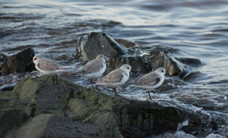 Sanderlings at Raritan Bay Waterfront Park