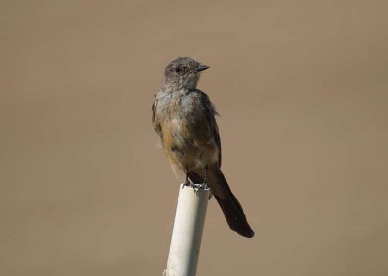 Say's Phoebe