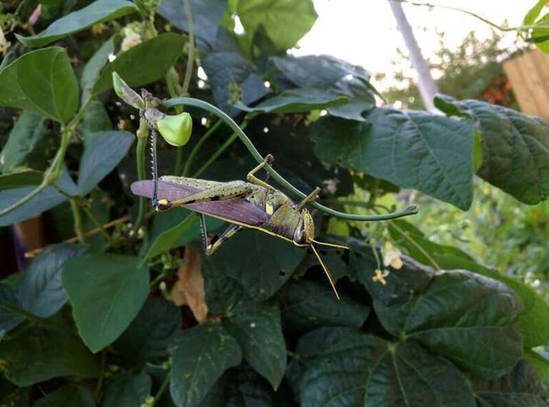 Leather-colored bird grasshopper on a back yard green bean vine in SW Missouri, U.S.A.