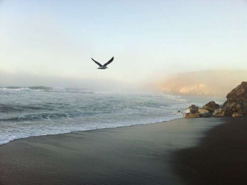 Sea Gull At Rockaway Beach Pacifica Ca.