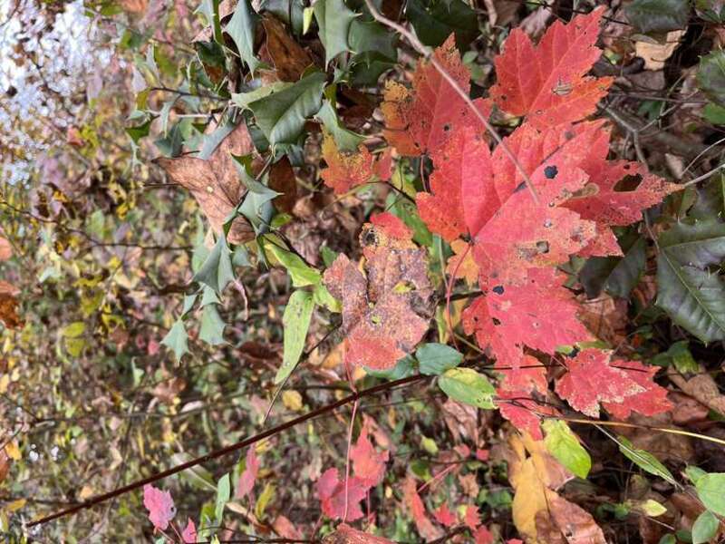 Fall foliage in Seneca Creek State Park