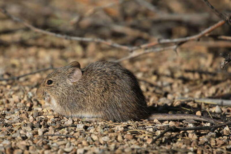 Arizona Cotton Rat (Sigmodon arizonae)