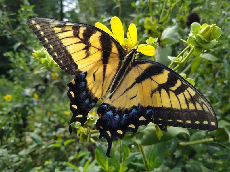A butterfly feeding on Silphium glutinosum at the North Carolina Botanical Garden in Chapel Hill, North Carolina. I think the butterfly is Papilio glaucus.