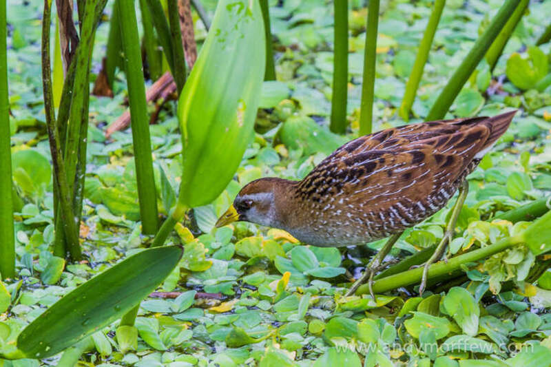 This Sora was captured at Green Cay, Boynton Beach, Florida on 8 February 2012.  

I visited Green Cay and met some of the founder members of the Green Cay posse.  Luckily I also saw a couple of firsts for me including this little Sora.  Thanks  to
