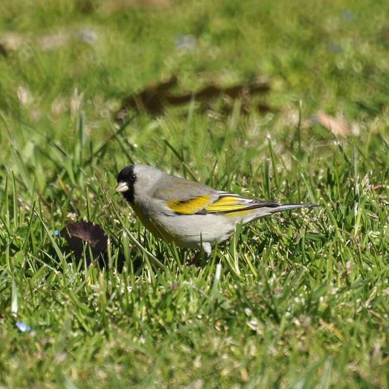 Lawrence's Goldfinch Spinus lawrencei, male. Redlands, California.