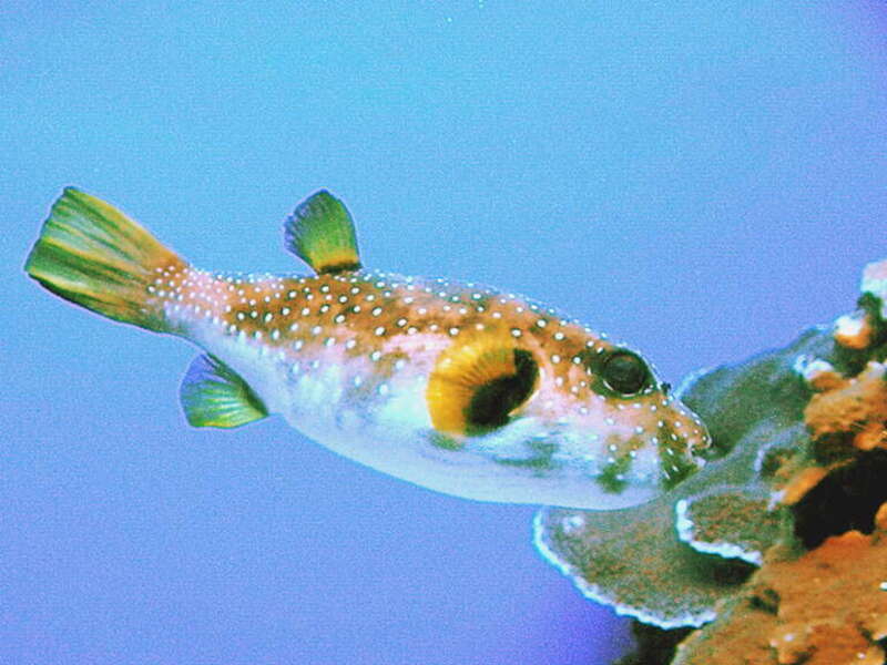 Spotted pufferfish (Arothron hispidus) at Maui Ocean Aquarium.  James Brennan Molokai Hawaii