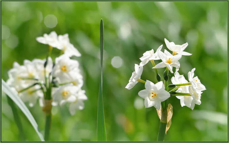 500px provided description: Some nice flowers. They don't care about any calendar, just rain and sun.

Might as well be Spring already. [#flowers ,#winter ,#flower ,#bokeh ,#close-up ,#white ,#california ,#green ,#daffodils ,#sigma 120-400]