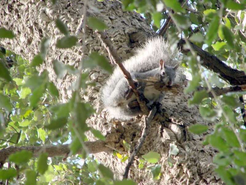 (1 in a multiple picture set)
I was walking my dog, Bodie, in Prospect Park, Redlands, CA when he started pulling on his leash.  He had spotted this squirrel. As Bodie barked the critter decided to get up into the tree until we had passed.  I aimed