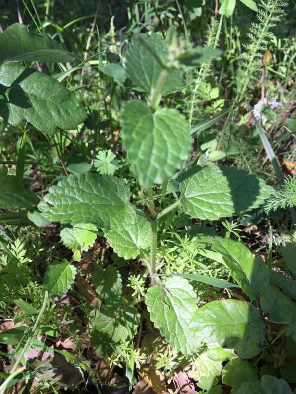 Rough Hedgenettle (Stachys rigida ssp. rigida). Subspecies of plant.