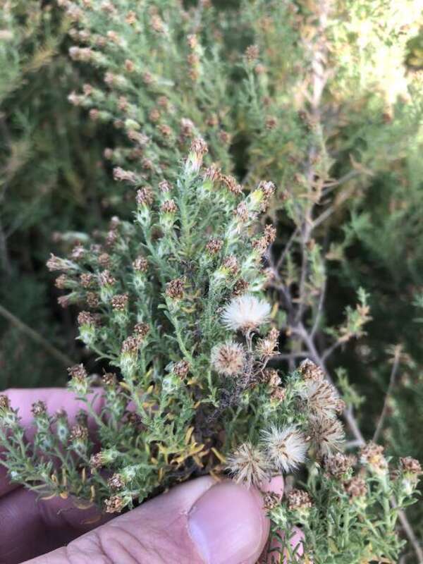 white heath aster (Symphyotrichum ericoides)