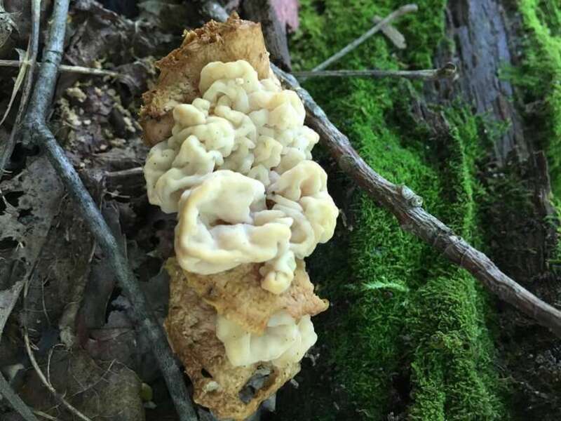 Collybia Clouds (Syzygospora mycetophila)