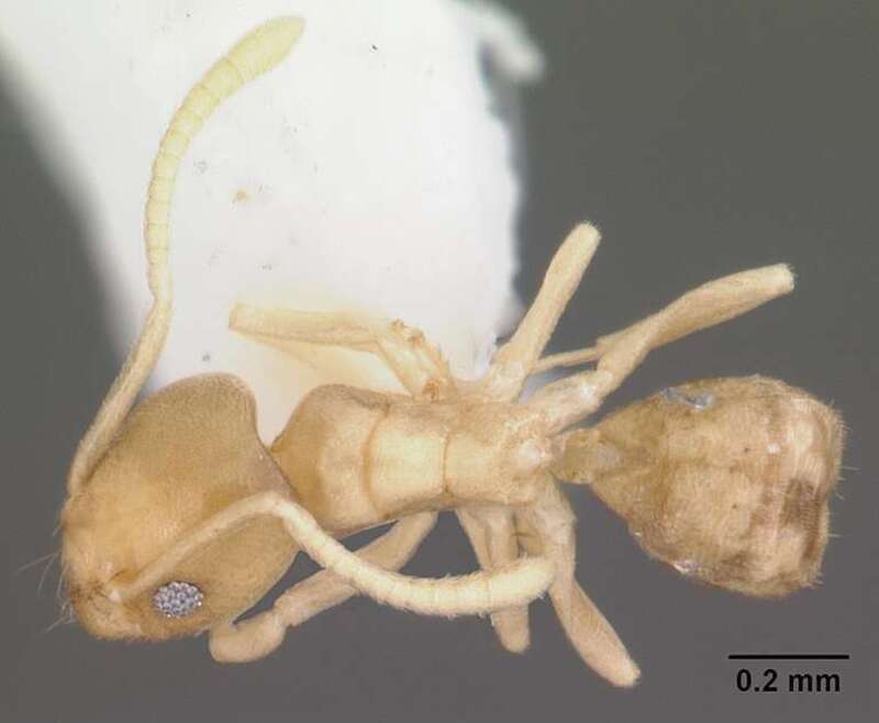 Dorsal view of ant Tapinoma litorale specimen casent0104532.