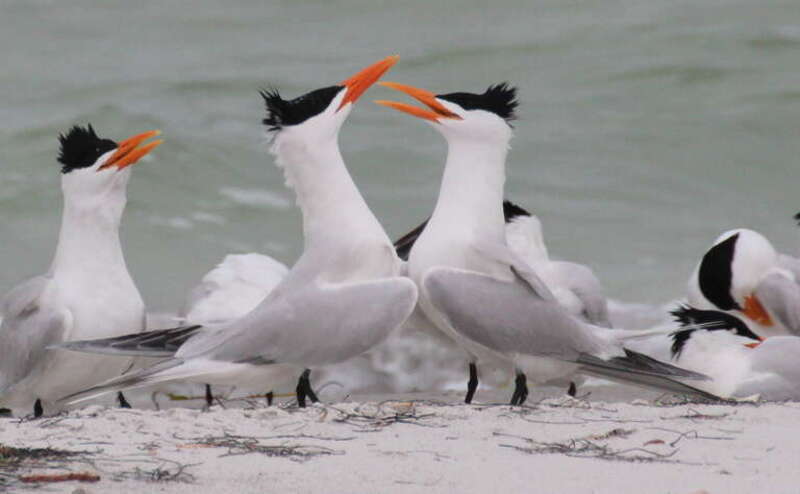 Royal Terns