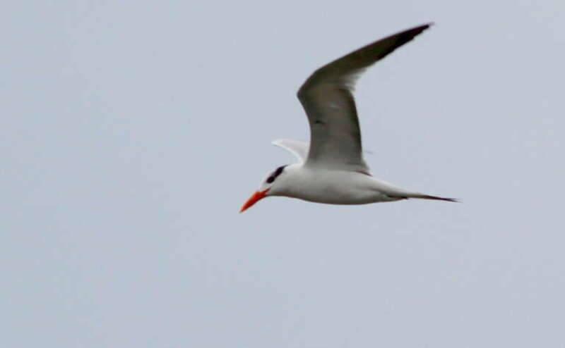 Royal Tern, flying