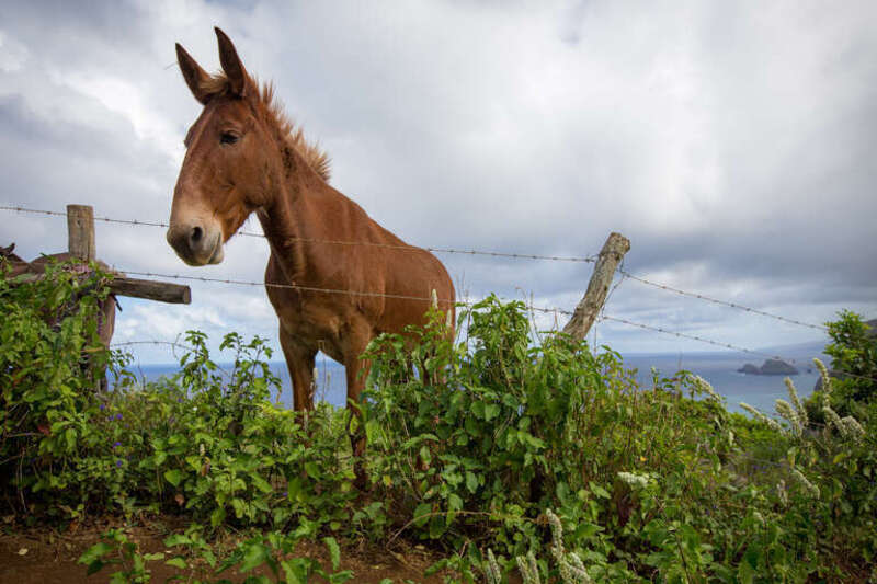 500px provided description: Overlooking the Polol? Valley on the island of Hawaii. []