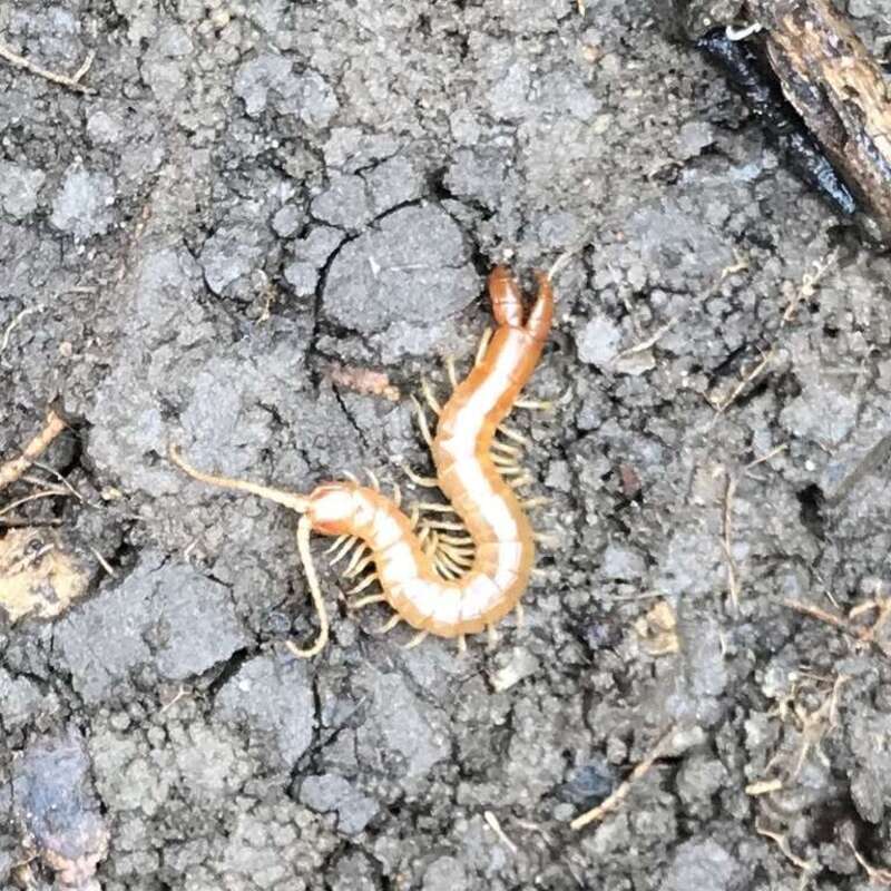 Theatops spinicaudus. Species of myriapod.