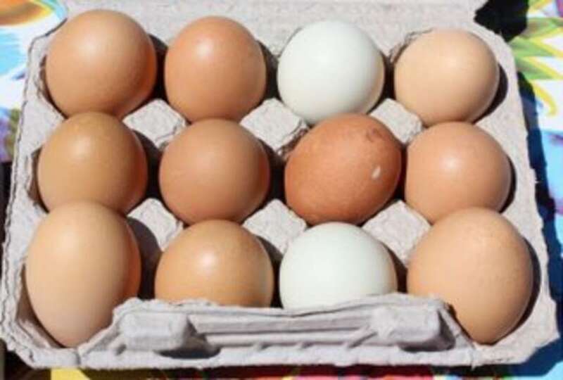 Next we moved on to Three Bees City Farm.