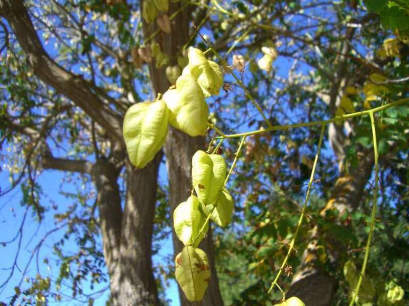 three sided pod flowering tree