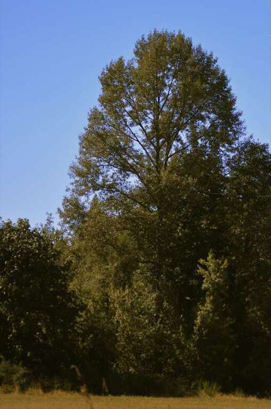 Tree at the edge of the Cougar Mountain park