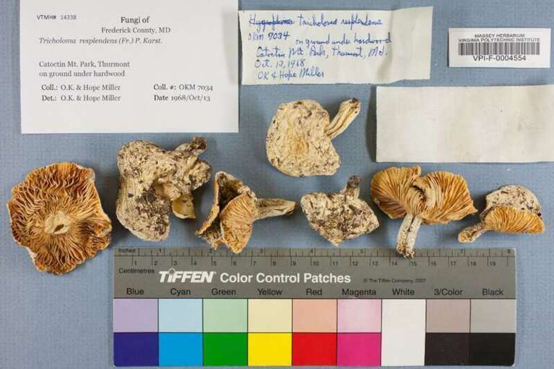 Tricholoma resplendens (Fr.) P. Karst. (Tricholomataceae), determined and collected by O.K. &amp;amp; Hope Miller for the Virginia Tech University, Massey Herbarium (number OKM 7034) the 1968-10-13 in  United States, Maryland, Frederick, Catoctin Mt.