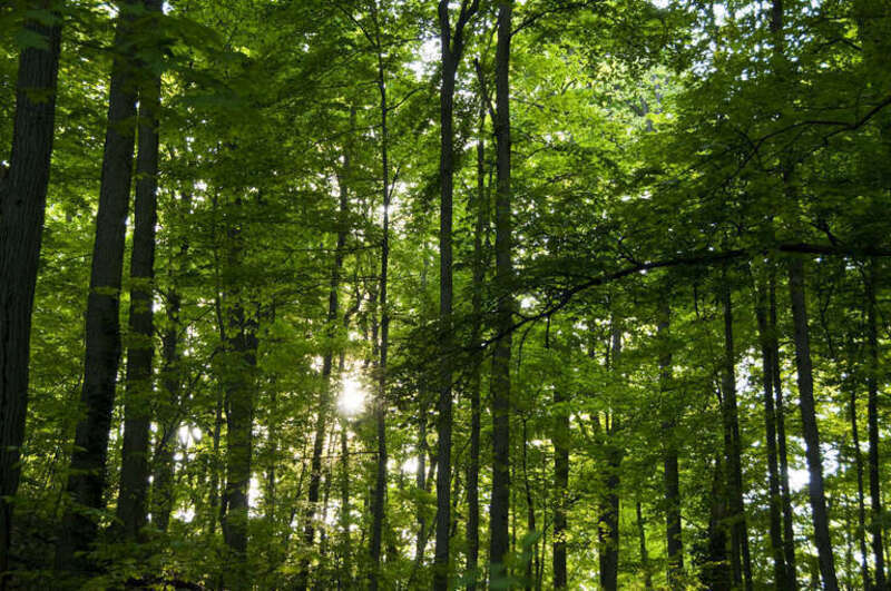 Forest in Holliday Park and Nature Center — in Indianapolis, Indiana.

&quot;Another shot at Holliday Park outing with IPC. I like how the branch on the right leads to the sun. as if touching it.&quot;