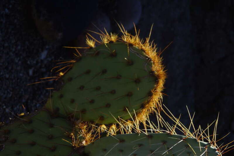 Tulip Prickly Pear, Opuntia phaeacantha