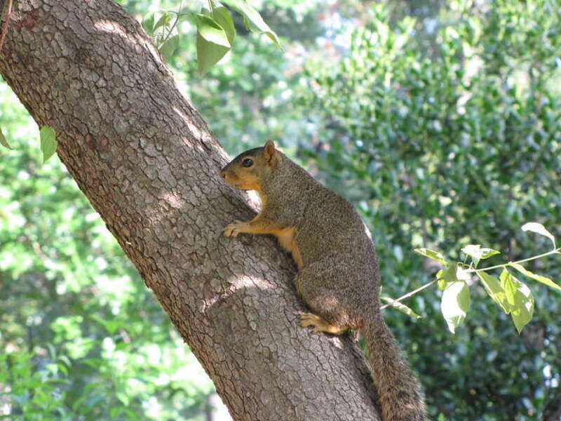 Fox Squirrel climbing a tree