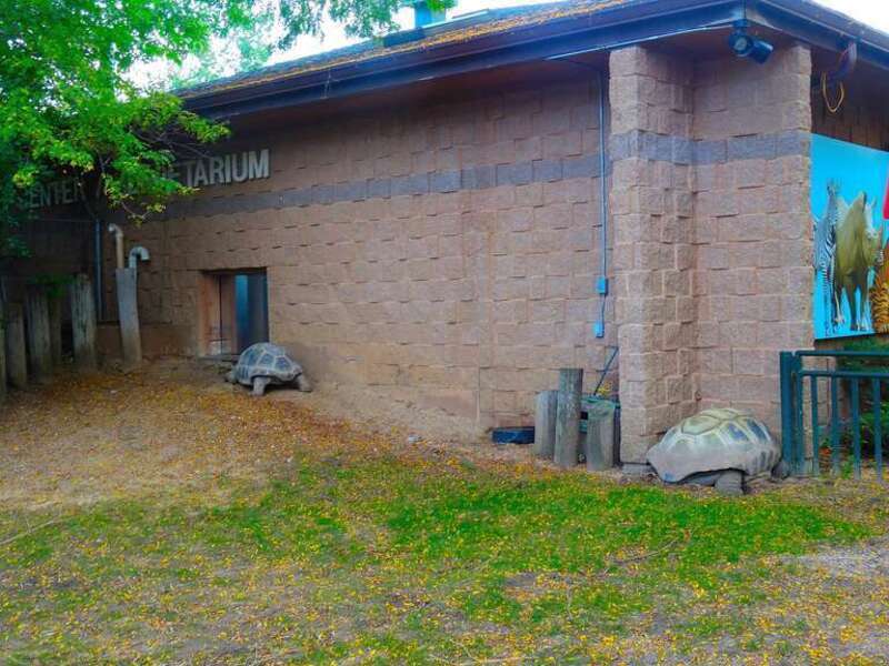 Two Aldabra Tortoises