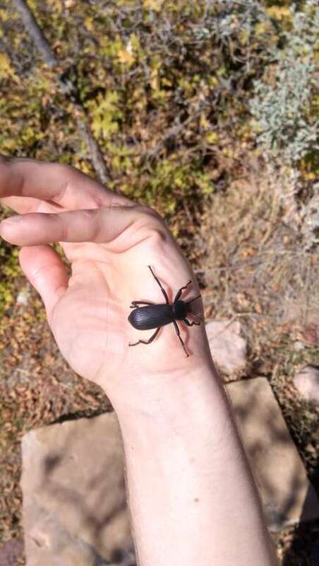 An unidentified beetle found in the trails maintained by the University of Utah's Red Butte Garden.