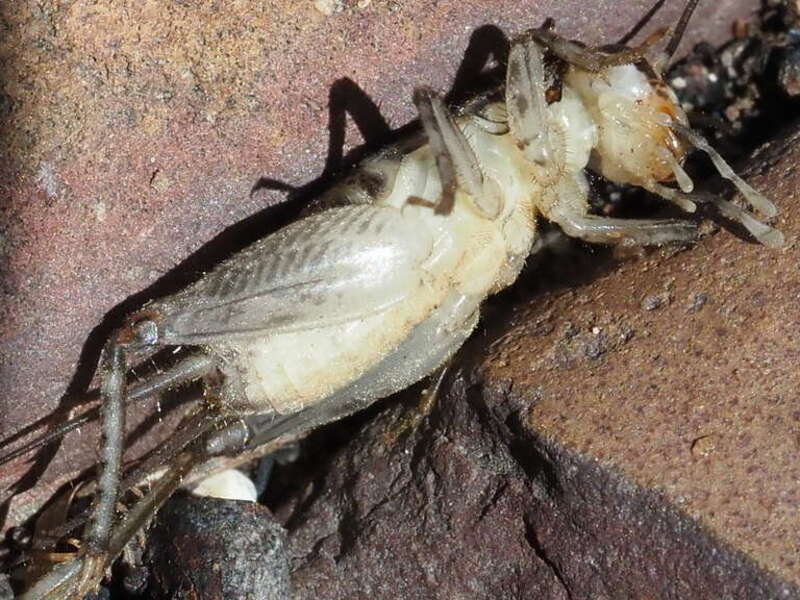 Japanese burrowing cricket paralyzed by a wasp - ventral view Wildlife Prairie Park