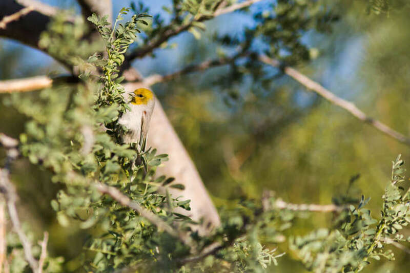 Verdin, McDowell-Sonoran Desert Preserve, Scottsdale, AZ