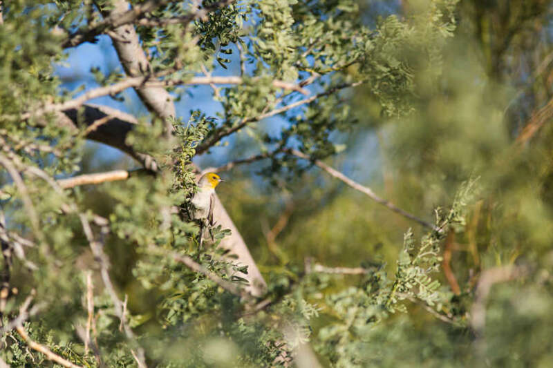 Verdin, McDowell-Sonoran Desert Preserve, Scottsdale, AZ
