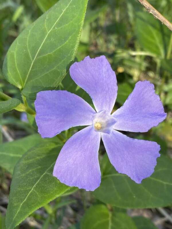 greater periwinkle (Vinca major)
