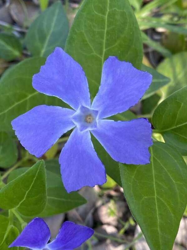 greater periwinkle (Vinca major)