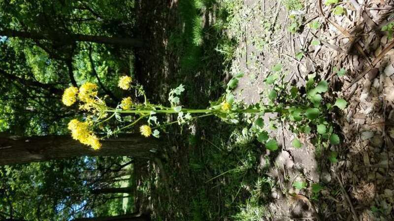 Chadwick Arboretum and Learning Gardens
Arboretum North
The Ohio State University

Columbus, Ohio