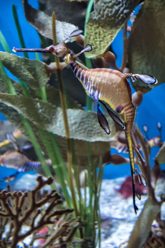 Weedy Sea Dragon