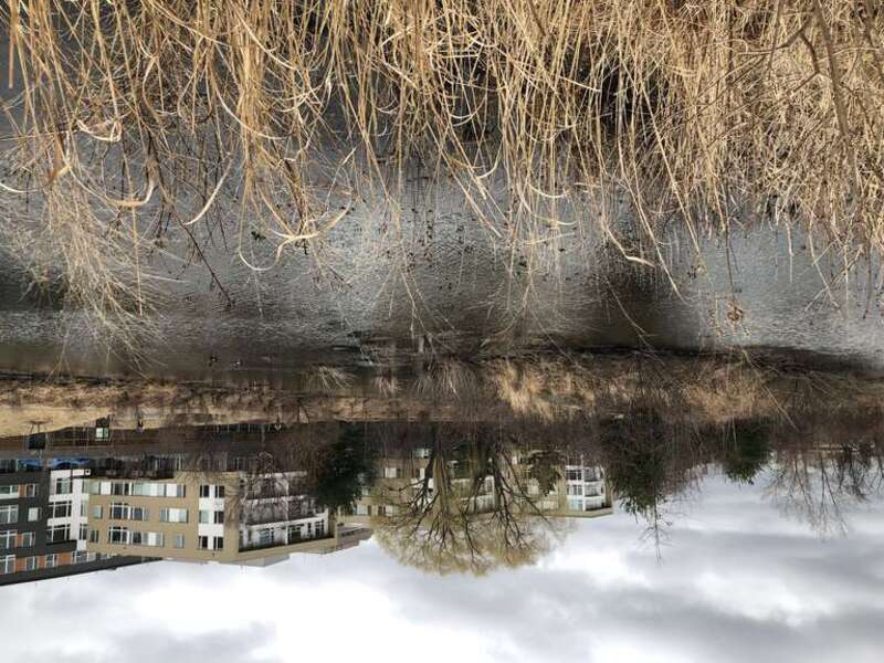 Wetlands in the Alewife Brook Reservation in March 2019