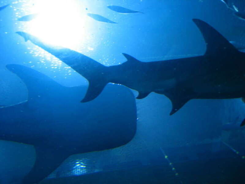 Whale shark silhouette