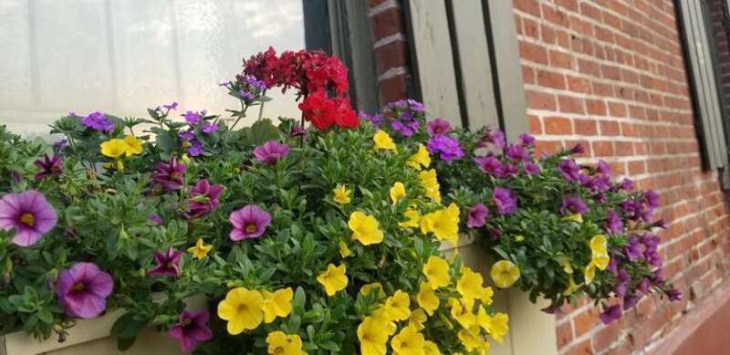 Window box planter in Denver, CO