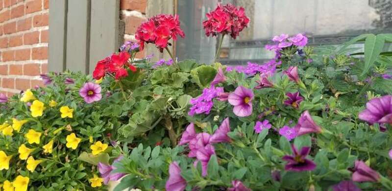 Window box planter in Denver in 2021